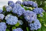 Ballade autour d Horta