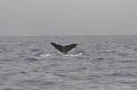 Baleines