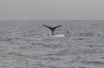 Baleines