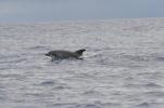 Baleines