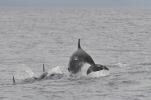 Baleines