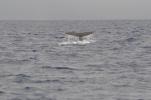 Baleines